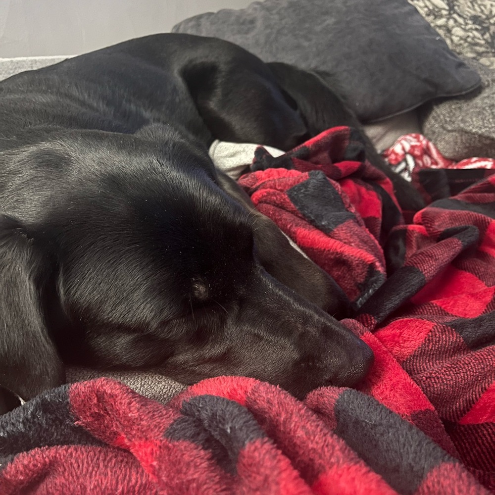 Meet your Posher, Tara